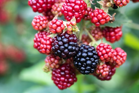 A cluster of blackberries growing on a plant.